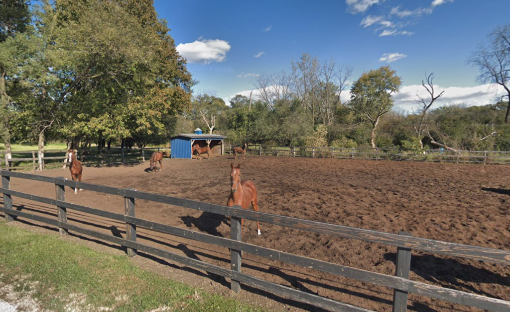 A horse stares into the camera on a grassy field behind a fence. This was once previously the site of Sawmill Sports Hub before it was built.